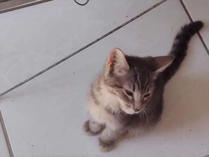 Gato ra a SRD-ViraLata idade 2 a 6 meses nome Rayana