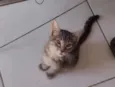 Rayana