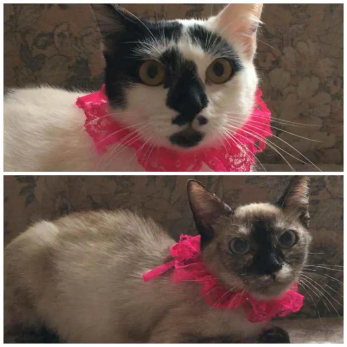 Gato raça SRD idade 7 a 11 meses nome Bianca. Rebeca