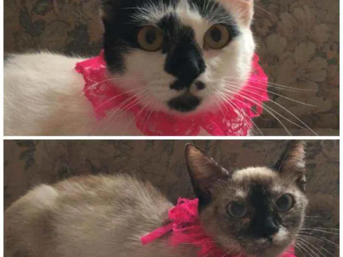 Gato raça SRD idade 7 a 11 meses nome Bianca. Rebeca