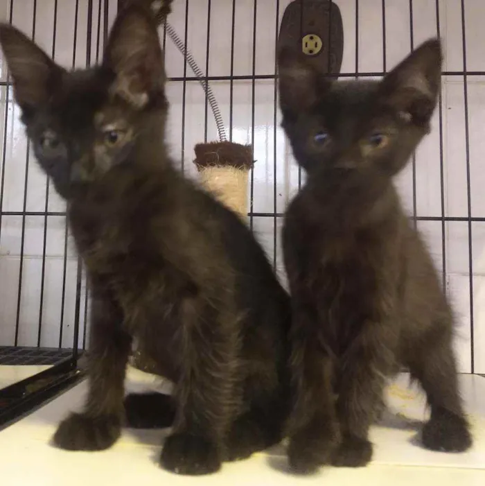 Gato raça SRD idade 2 a 6 meses nome Luana e Luan