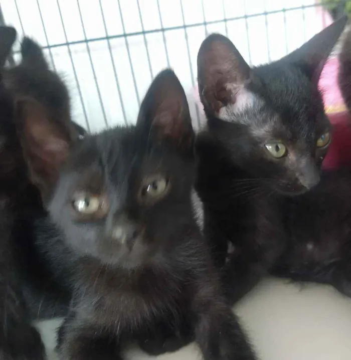 Gato raça SRD idade 2 a 6 meses nome Luana e Luan