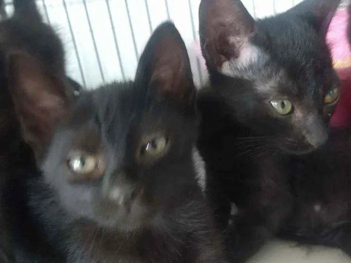 Gato raça SRD idade 2 a 6 meses nome Luana e Luan