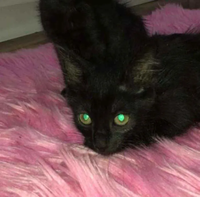 Gato raça SRD idade 2 a 6 meses nome Luana e Luan