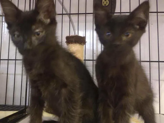 Gato raça SRD idade 2 a 6 meses nome Luana e Luan