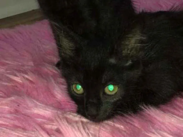 Gato raça SRD idade 2 a 6 meses nome Luana e Luan