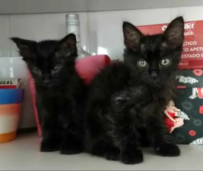 Gato raça SRD idade 2 a 6 meses nome Luana e Luan