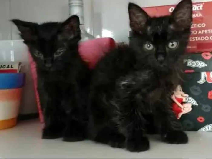 Gato raça SRD idade 2 a 6 meses nome Luana e Luan