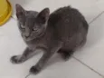 Kiara
