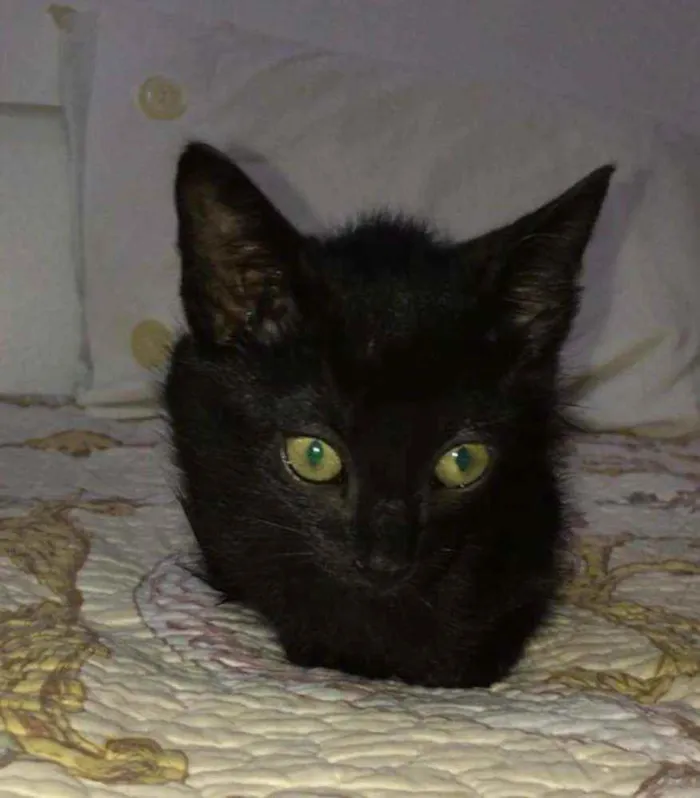 Gato raça SRD idade 2 a 6 meses nome Luana e Luan