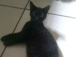 Gato raça Indefinido idade 1 ano nome Preta