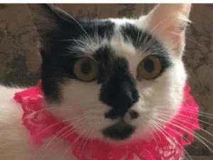 Gato raça SRD idade 7 a 11 meses nome Bianca. Rebeca