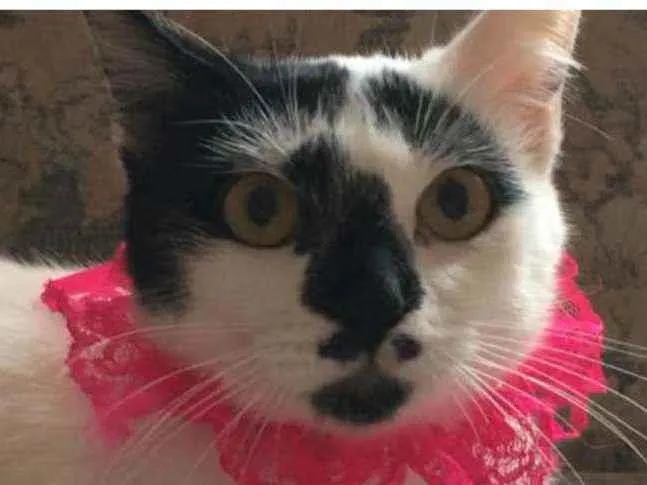 Gato raça SRD idade 7 a 11 meses nome Bianca. Rebeca