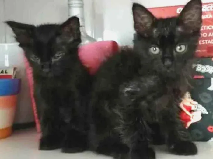 Gato raça SRD idade 2 a 6 meses nome Luana e Luan