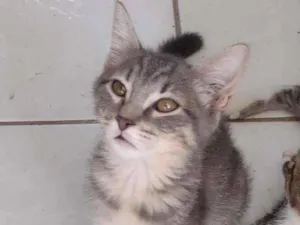 Gato raça SRD-ViraLata idade 2 a 6 meses nome Rayana