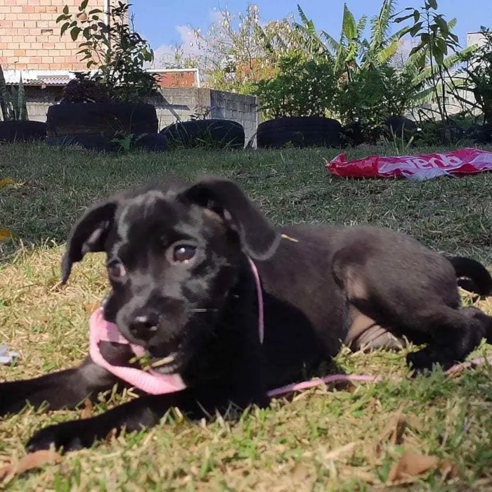 Cachorro raça srd idade 7 a 11 meses nome Paçoca