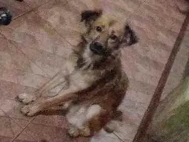 Cachorro ra a Não sei  idade 7 a 11 meses nome De rua 