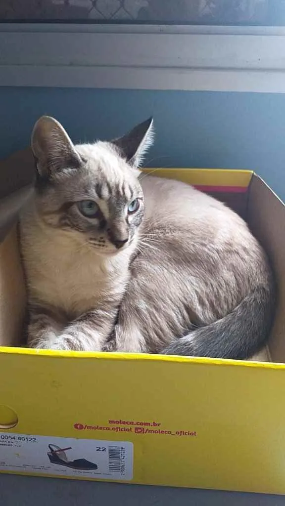 Gato ra a Srd idade 2 a 6 meses nome Lorenzzo