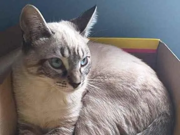 Gato ra a Srd idade 2 a 6 meses nome Lorenzzo