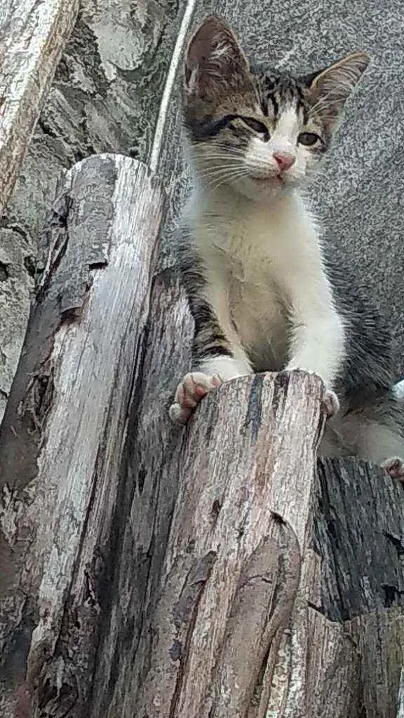 Gato ra a Não sei informar idade Abaixo de 2 meses nome Sem nome