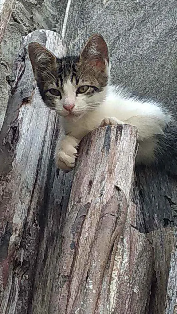 Gato ra a Não sei informar idade Abaixo de 2 meses nome Sem nome