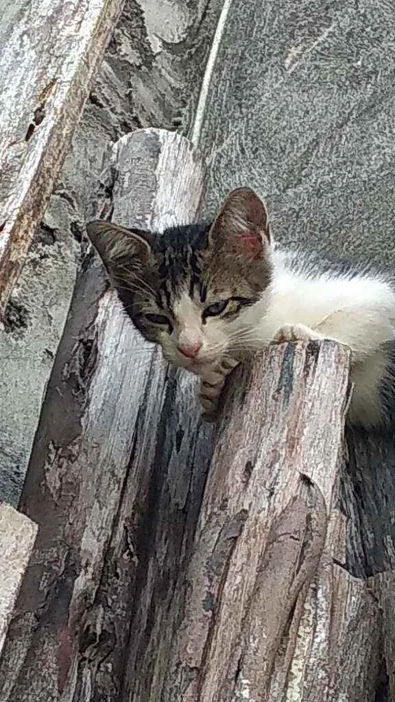 Gato ra a Não sei informar idade Abaixo de 2 meses nome Sem nome
