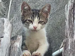 Gato raça Não sei informar idade Abaixo de 2 meses nome Sem nome