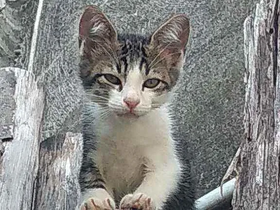 Gato ra a Não sei informar idade Abaixo de 2 meses nome Sem nome