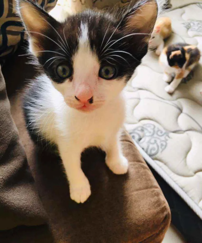 Gato ra a Srd idade 2 a 6 meses nome Frajola