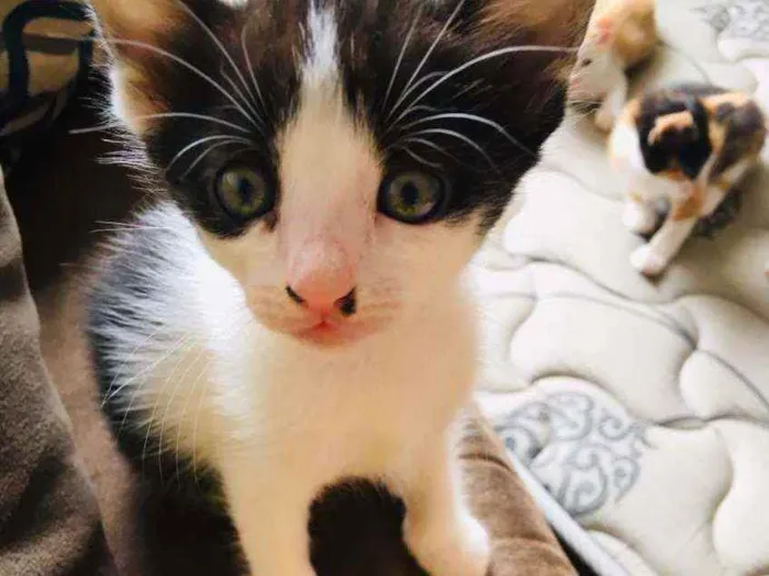 Gato ra a Srd idade 2 a 6 meses nome Frajola