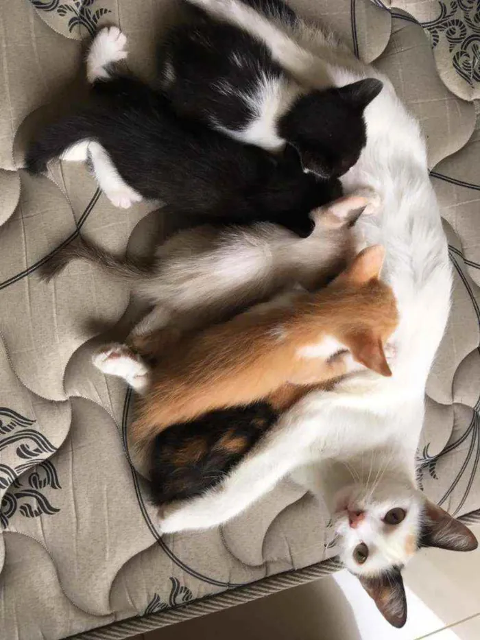 Gato ra a Srd idade 2 a 6 meses nome Frajola
