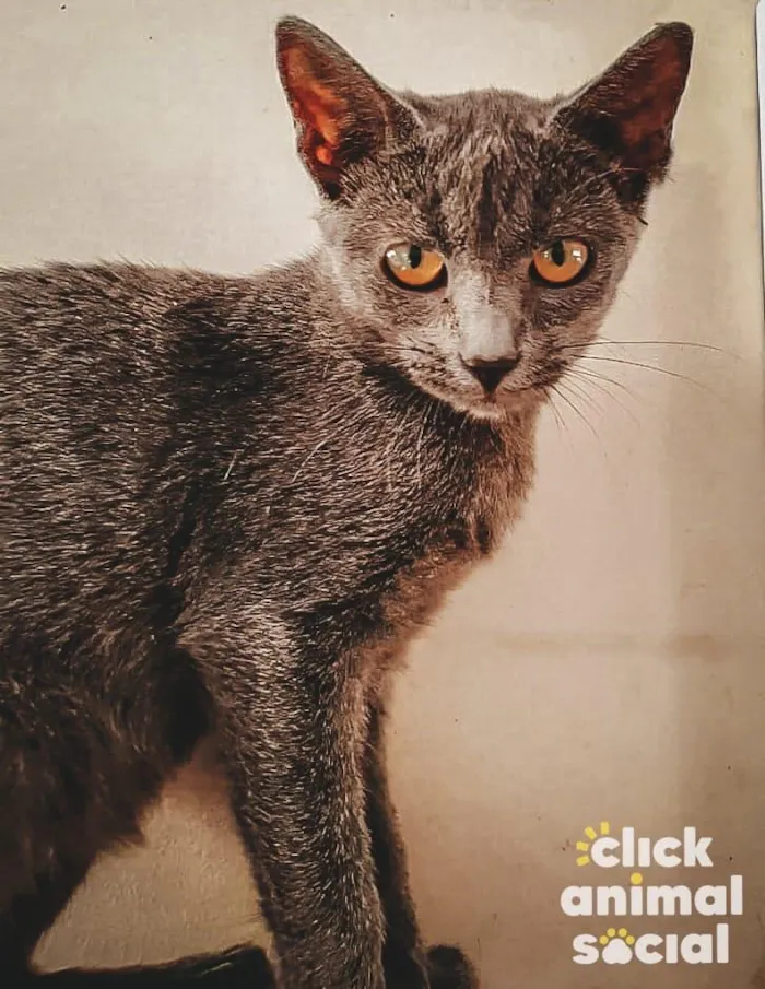 Gato ra a SRD-ViraLata idade 2 a 6 meses nome Kiara
