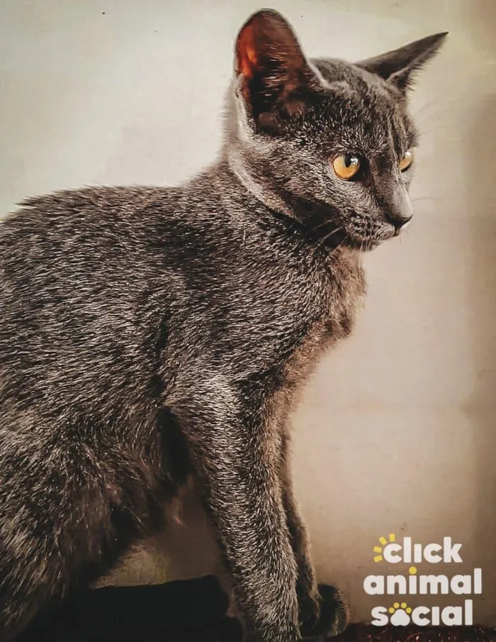 Gato ra a SRD-ViraLata idade 2 a 6 meses nome Kiara