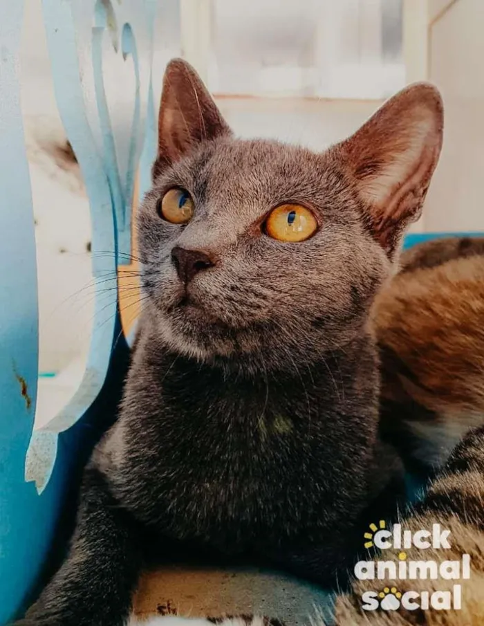 Gato ra a SRD-ViraLata idade 2 a 6 meses nome Kiara