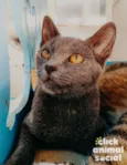 Kiara