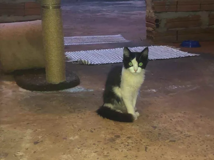 Gato ra a Vira-lata  idade 2 a 6 meses nome Sem nome