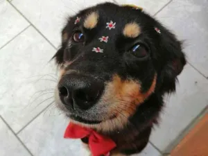 Cachorro raça Srd idade 2 anos nome Safira