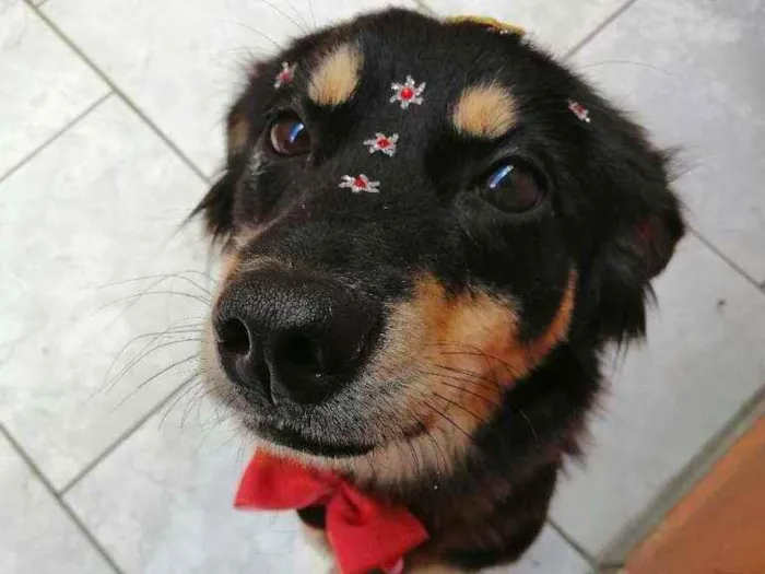 Cachorro ra a Srd idade 2 anos nome Safira