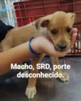 Cachorro raça vira lata idade 2 a 6 meses nome filhotes