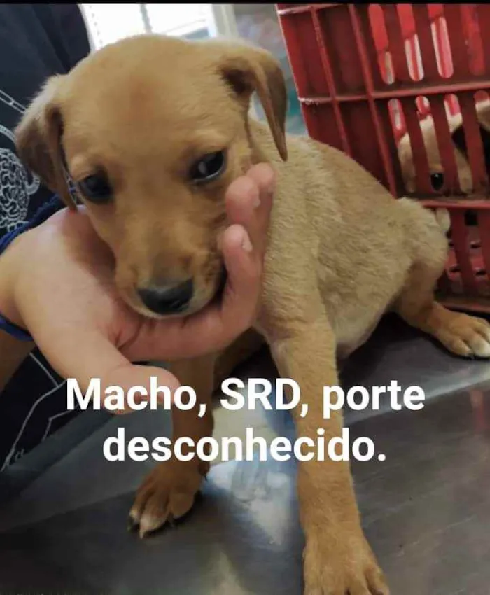 Cachorro raça vira lata idade 2 a 6 meses nome filhotes