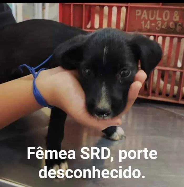 Cachorro raça vira lata idade 2 a 6 meses nome filhotes