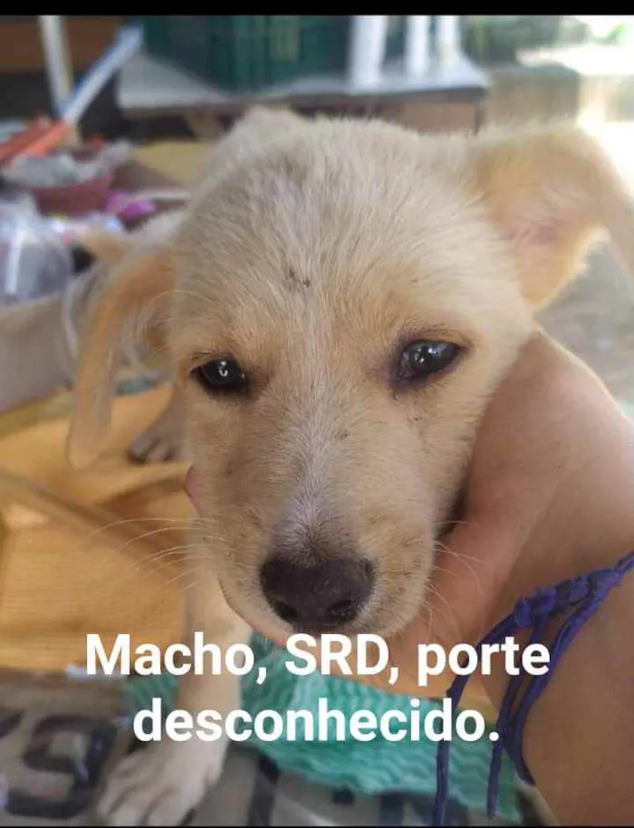 Cachorro raça vira lata idade 2 a 6 meses nome filhotes