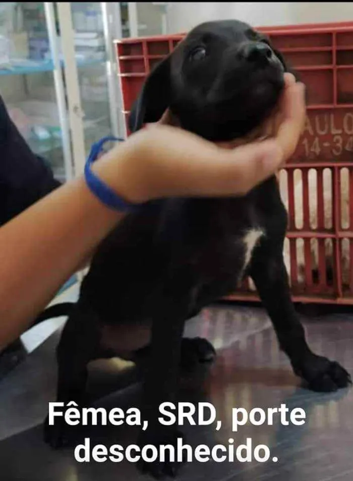 Cachorro raça vira lata idade 2 a 6 meses nome filhotes