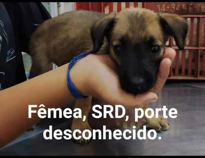 Cachorro raça vira lata idade 2 a 6 meses nome filhotes