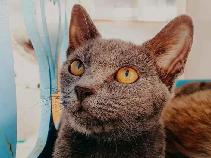 Gato ra a SRD-ViraLata idade 2 a 6 meses nome Kiara