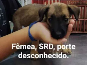 Cachorro raça vira lata idade 2 a 6 meses nome filhotes