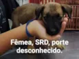 Cachorro raça vira lata idade 2 a 6 meses nome filhotes