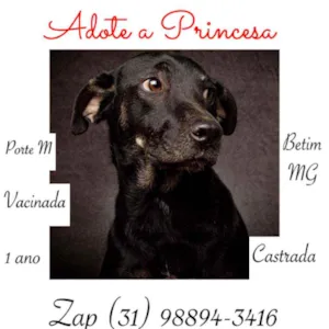 Cachorro raça SRD idade 1 ano nome Princesa