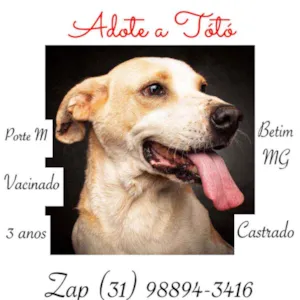 Cachorro raça SRD idade 3 anos nome Totó 