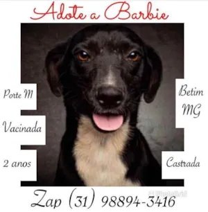 Cachorro raça SRD idade 2 anos nome Barbie